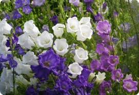 Image result for Campanula medium