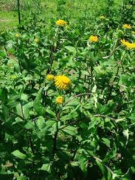 Attēlu rezultāti vaicājumam “Inula britannica”