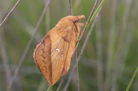 Attēlu rezultāti vaicājumam “Euthrix potatoria imago”