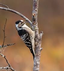 Attēlu rezultāti vaicājumam “Dendrocopos minor male”