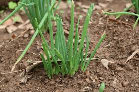 Résultat de recherche d'images pour "Allium fistulosum"