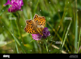 Attēlu rezultāti vaicājumam “Issoria lathonia upperside”