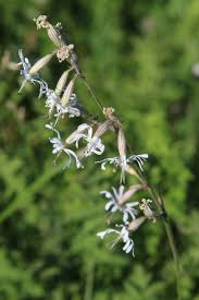 Attēlu rezultāti vaicājumam “Silene nutans flower”