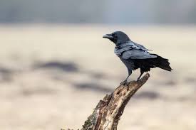 Attēlu rezultāti vaicājumam “Corvus cornix juvenile”