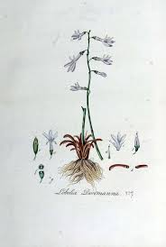 Attēlu rezultāti vaicājumam “Lobelia dortmanna”