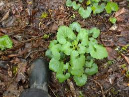 Attēlu rezultāti vaicājumam “Alliaria petiolata leaf”