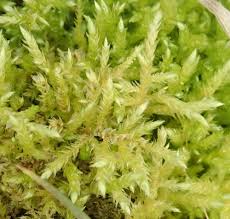 Attēlu rezultāti vaicājumam “Thuidium tamariscinum”