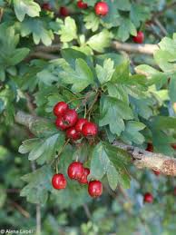 Attēlu rezultāti vaicājumam “Crataegus monogyna”