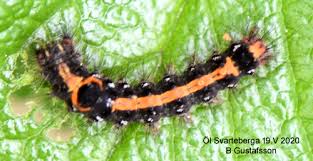 Attēlu rezultāti vaicājumam “Euproctis similis imago”