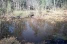 Cypress Creek near Janice
