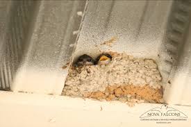 Attēlu rezultāti vaicājumam “Delichon urbicum nest”