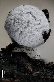 Attēlu rezultāti vaicājumam “Badhamia affinis sessile”