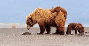Image result for brown bear