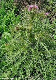 Attēlu rezultāti vaicājumam “Cirsium palustre flower”