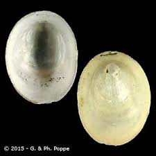 Attēlu rezultāti vaicājumam “Ancylus fluviatilis”