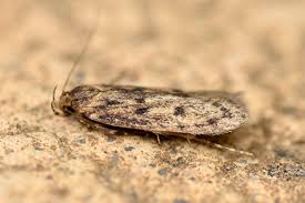 Attēlu rezultāti vaicājumam “Oecophoridae”