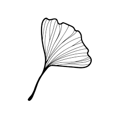 Attēlu rezultāti vaicājumam “Ginkgo biloba leaf”