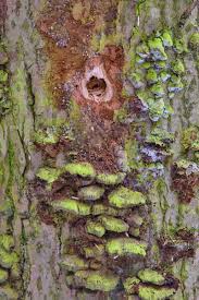 Attēlu rezultāti vaicājumam “Phleogena faginea young”