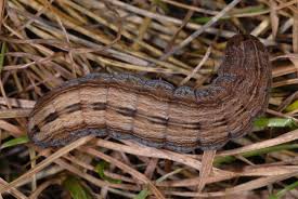 Attēlu rezultāti vaicājumam “Thalpophila matura”