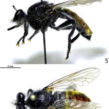 Attēlu rezultāti vaicājumam “Laphria gibbosa”