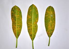 Attēlu rezultāti vaicājumam “Coleosporium sp.”