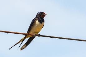 Attēlu rezultāti vaicājumam “Hirundo rustica”