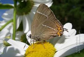 Attēlu rezultāti vaicājumam “Satyrium w-album”