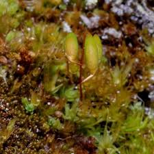 Attēlu rezultāti vaicājumam “Bryum funkii”