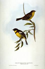 Image result for Emberiza aureola
