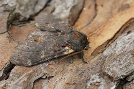 Attēlu rezultāti vaicājumam “Notodonta dromedarius”