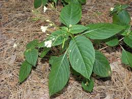Attēlu rezultāti vaicājumam “Impatiens parviflora leaf”