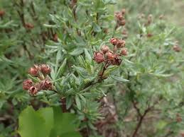 Attēlu rezultāti vaicājumam “Pentaphylloides fruticosa”