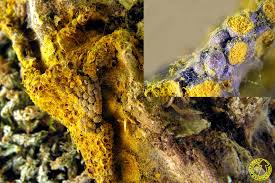 Attēlu rezultāti vaicājumam “Perichaena corticalis macro”