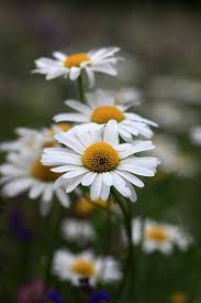 Image result for Chrysanthemum leucanthemum