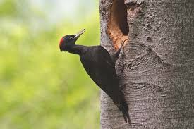 Attēlu rezultāti vaicājumam “Dryocopus martius”