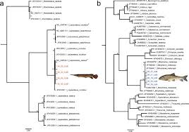 Image result for Minytrema melanops