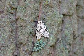 Attēlu rezultāti vaicājumam “Lymantria monacha imago”