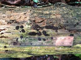 Attēlu rezultāti vaicājumam “Lindbladia tubulina spores”