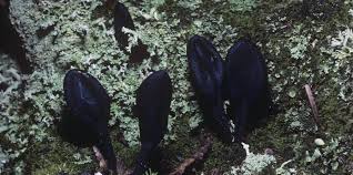 Attēlu rezultāti vaicājumam “Geoglossum sp.”