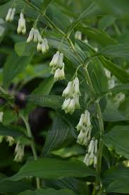 Attēlu rezultāti vaicājumam “Polygonatum odoratum bud”