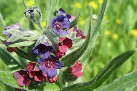 Attēlu rezultāti vaicājumam “Cynoglossum officinale flower”