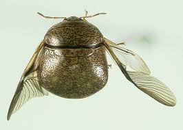 Attēlu rezultāti vaicājumam “Cribraria costata stalked”