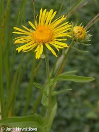 Attēlu rezultāti vaicājumam “Inula britannica flower”