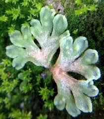 Attēlu rezultāti vaicājumam “Riccia bifurca”