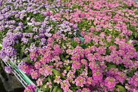 Attēlu rezultāti vaicājumam “Lobularia maritima”