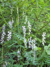 Attēlu rezultāti vaicājumam “Vicia sylvatica flower”