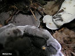 Attēlu rezultāti vaicājumam “Phellodon niger”