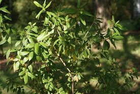 Attēlu rezultāti vaicājumam “Rhododendron sichotense flower”
