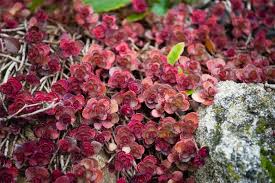 Attēlu rezultāti vaicājumam “Phedimus spurius flower”