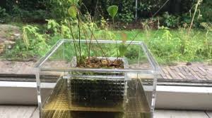 Attēlu rezultāti vaicājumam “Jungermannia subulata”